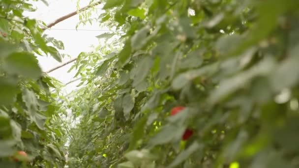 Chien Trouve Parmi Les Lits Avec Des Tomates Qui Poussent — Video
