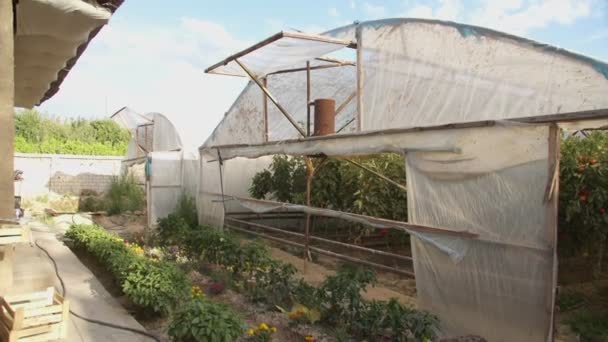 Växthus Med Växande Tomater Molnig Dag Slow Motion — Stockvideo