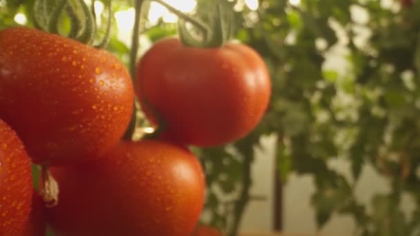 在温室里生长西红柿的床 动作缓慢 — 图库视频影像