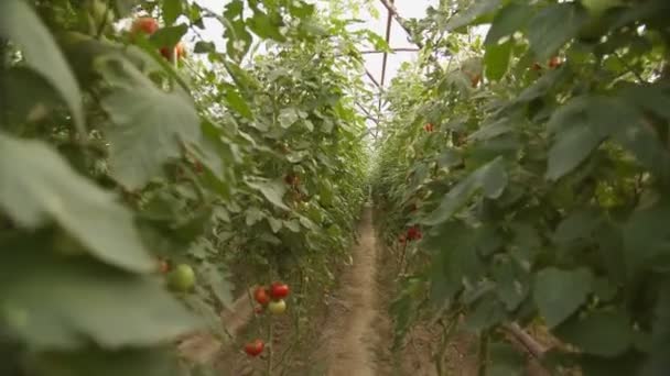 Lits Avec Tomates Poussant Serre Gros Plan Ralenti — Video