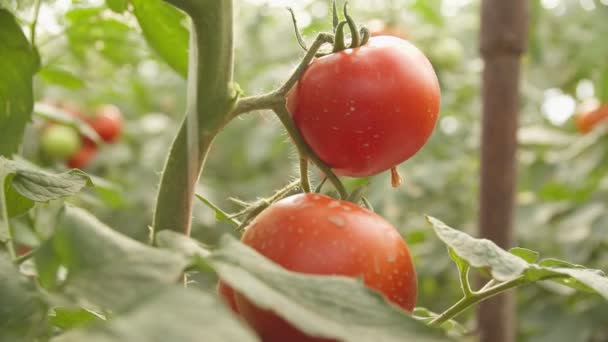 从温室里生长的植物中取出西红柿的特写镜头 — 图库视频影像