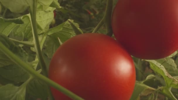 온실에서 서서히 성장하는 토마토가 — 비디오