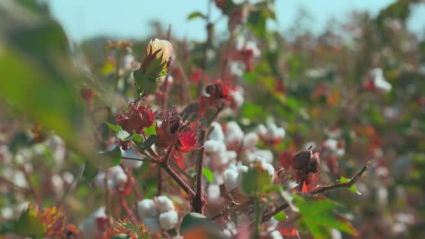 曇り空の日に綿畑で開かれた綿糸玉のクローズアップ — ストック動画