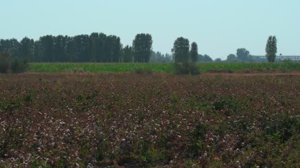 Cotton Mező Panoráma Nyitott Pamut Bolls Egy Napsütéses Napon — Stock videók