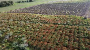Güneşli bir günde tepeler ve tarlalar üzerinde insansız hava aracı uçuşu. Hava görünümü