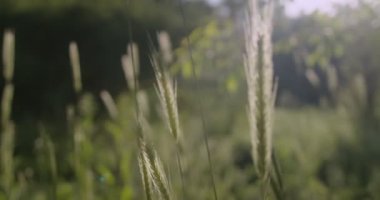 Ears of green grasses among the spring flowering garden. Slow motion