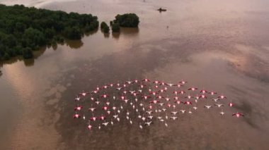 Gün batımında Dubai 'nin önündeki pembe flamingo sürüsünün üzerinden İHA uçuşu. Havadan, yavaş çekim
