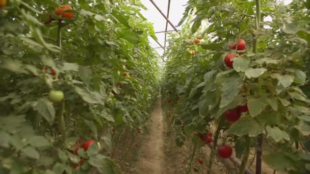 온실에서 서서히 성장하는 토마토가 — 비디오