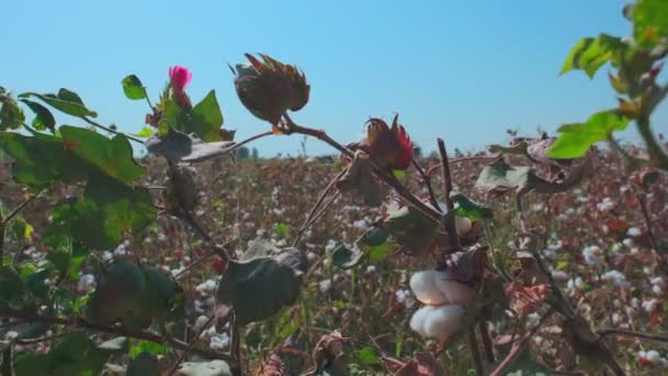 Nahaufnahme Offener Baumwollpoller Auf Einem Baumwollfeld Einem Wolkenlosen Tag — Stockvideo