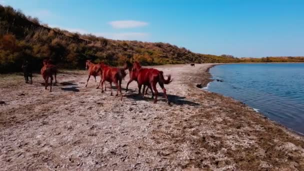 Uma Manada Cavalos Margem Lago Aydarkul Movimento Lento Drone — Vídeo de Stock