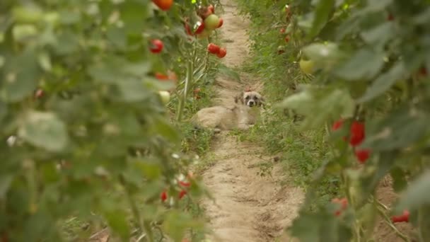 犬は温室でトマトが栽培されているベッドの中にいます — ストック動画