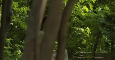 A young girl runs through a summer flowering garden among the trees in a light white fluttering dress. Slow motion