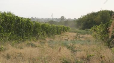 Üzüm bağları arasındaki bulutlu bir günde köy yolu, yavaş çekim