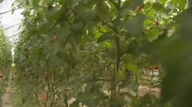 Domatesli yataklar serada yavaş çekimde büyüyor.