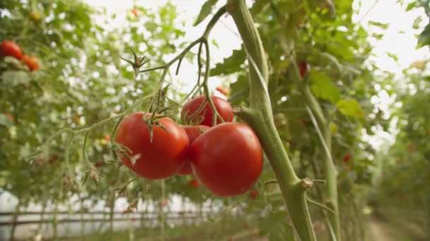 Camas Con Tomates Creciendo Invernadero Cerca Cámara Lenta — Vídeos de Stock