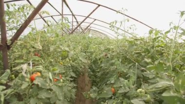 Domatesli yataklar serada yavaş çekimde büyüyor.
