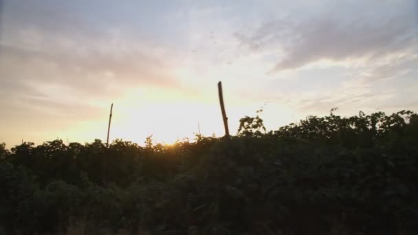 Pohled Vinice Okna Projíždějícího Auta Při Západu Slunce — Stock video