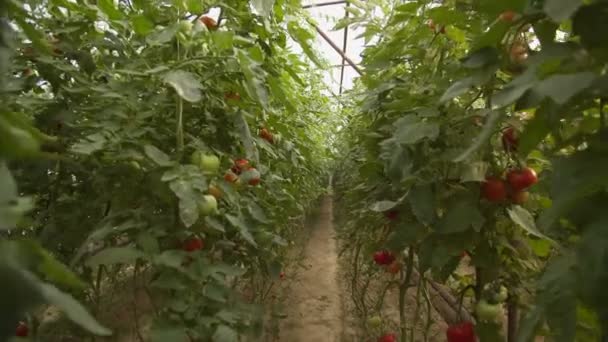 Łóżka Pomidorami Rosnącymi Szklarni Zwolnionym Tempie — Wideo stockowe