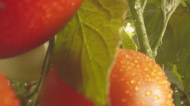 Domatesli yataklar serada yavaş çekimde büyüyor.