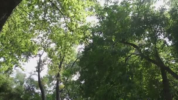 Coroas Árvores Verdes Parque Cidade Contra Fundo Céu Ensolarado Movimento — Vídeo de Stock