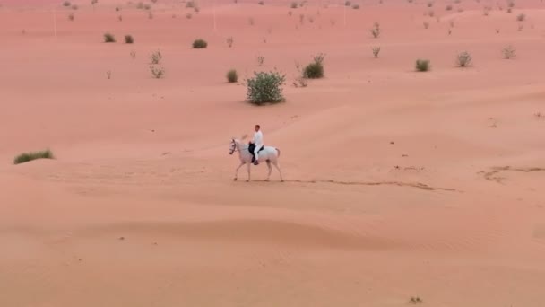 一架无人驾驶飞机骑着一匹白马在灌木丛中穿过沙漠 绕着一个孤独的骑手飞来飞去 空中景观 — 图库视频影像