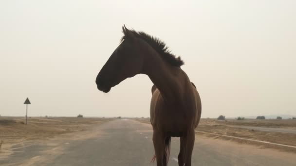 日没の背景に捨てられた道路に立っている赤い馬のクローズアップ スローモーション — ストック動画