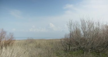 Çayırda çimenler ve çalılar bulutlu bir gökyüzüne karşı. Yaklaş, gerçek itme, 4k