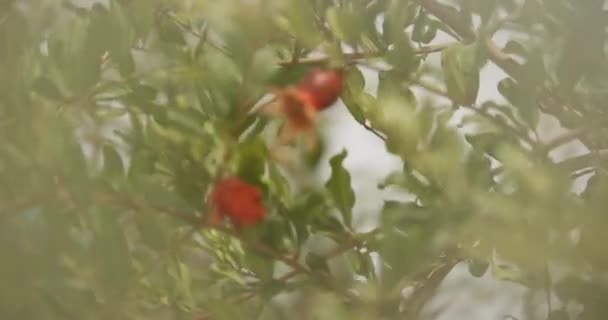 Granatapfelbaum Voller Blüte Und Mit Früchten Hof Eines Alten Asiatischen — Stockvideo