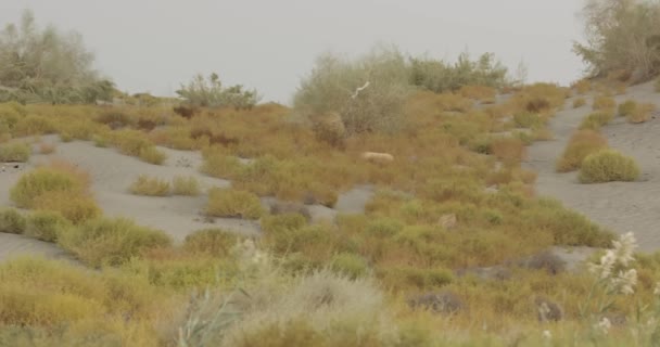 Panorama Van Een Zandduin Met Struiken Gras Waarop Een Kleikan — Stockvideo