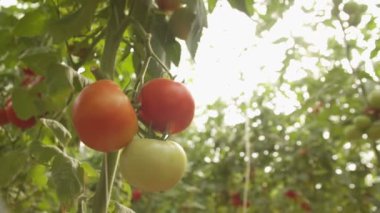 Domatesli yataklar serada yavaş çekimde büyüyor.