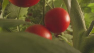 Domatesli yataklar serada yavaş çekimde büyüyor.