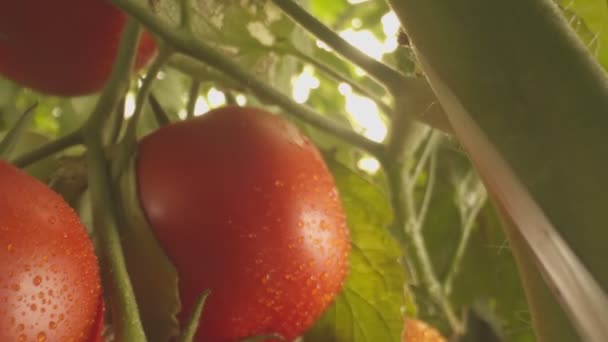 Letti Con Pomodori Che Crescono Serra Primo Piano Rallentatore — Video Stock