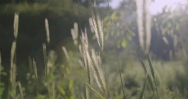 Ears of green grasses among the spring flowering garden. Slow motion