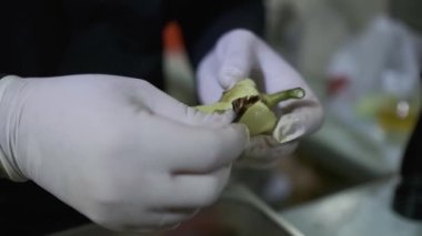 Beyaz eldivenli şef kavrulmuş dolma biber soyar. Kapat, Yavaş Hareket