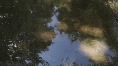 Şehir parkındaki bir su birikintisinin yüzeyindeki yeşil ağaçların yansıması. Yavaş çekim
