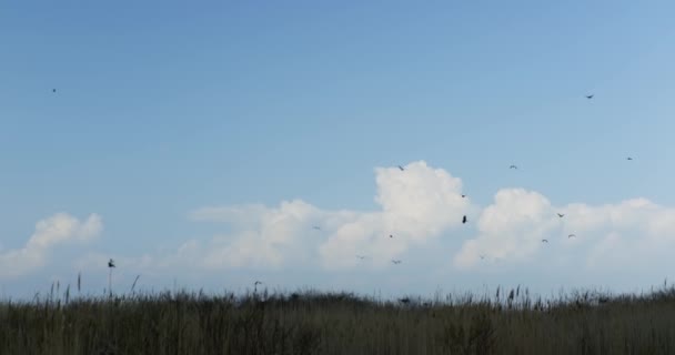 Pohled Panaramské Travnaté Louky Pod Zataženou Denní Oblohou Létajícími Ptáky — Stock video