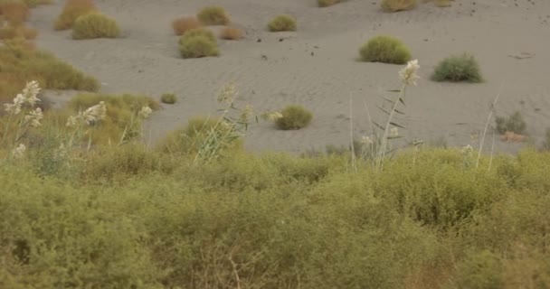 Kum Tepeciğinin Panorama Üzerinde Çiçekler Olan Kil Sürahisi Olan Çalılar — Stok video