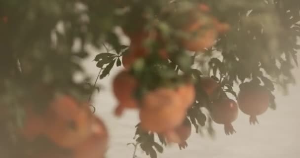 Árbol Granada Flor Con Fruta Patio Una Antigua Casa Asiática — Vídeo de stock