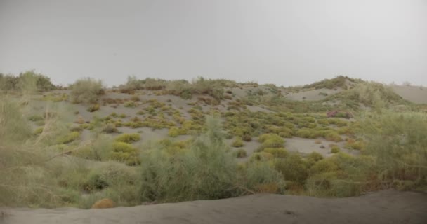 Çölün Ortasında Çalı Otlarla Kaplı Kum Tepecikleri Manzarası Gerçek Zamanlı — Stok video