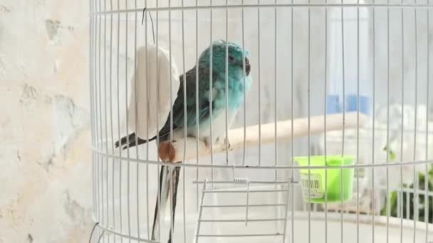 Kafesteki Tünekte Oturan Renkli Küçük Papağan Yavaş Çekim — Stok video