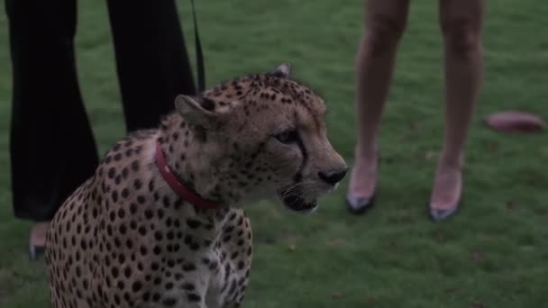 Two Young Women Stand Tame Cheetah Lying Carpet Slow Motion — Stock Video