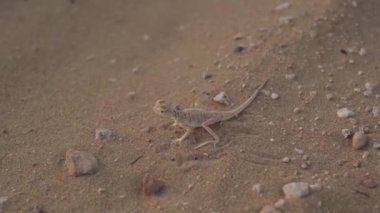 Küçük taşların arasında çöldeki küçük kahverengi kertenkele. Ağır çekim, insan yok.