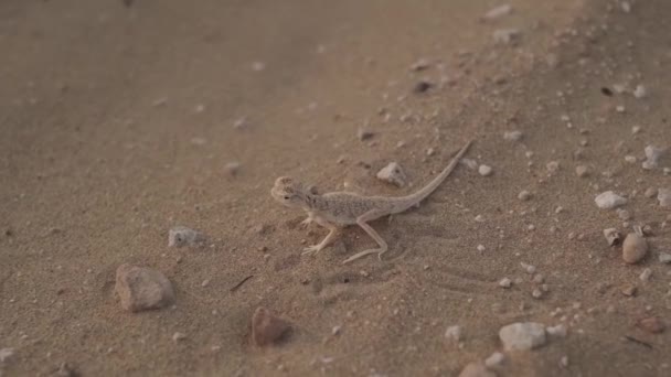 Small Brown Lizard Desert Sand Small Stones Slow Motion People — Stock Video