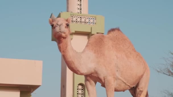 ラクダは砂で覆われた都市を背景に砂漠の砂丘の上に立っている スローモーション — ストック動画
