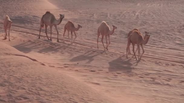 Kamelkaravan Går Genom Dubais Sandiga Öken Långsamma Rörelser — Stockvideo