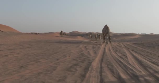 無人機は 砂で覆われた砂漠の都市を歩くラクダのキャラバンを捉えます 空中スローモーション — ストック動画