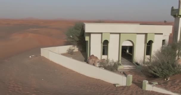 Drone Captura Camelos Perto Minarete Uma Cidade Deserta Coberta Areia — Vídeo de Stock
