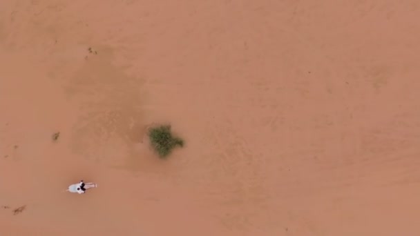 Dron Vuela Sobre Jinete Caballo Blanco Galopando Arena Del Desierto — Vídeo de stock