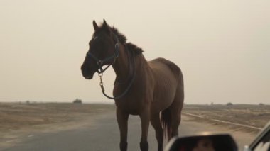 Pahalı bir spor arabanın dikiz aynasına bakıp önünde duran kırmızı ata bakan genç bir kadının yansıması. Yavaş çekim