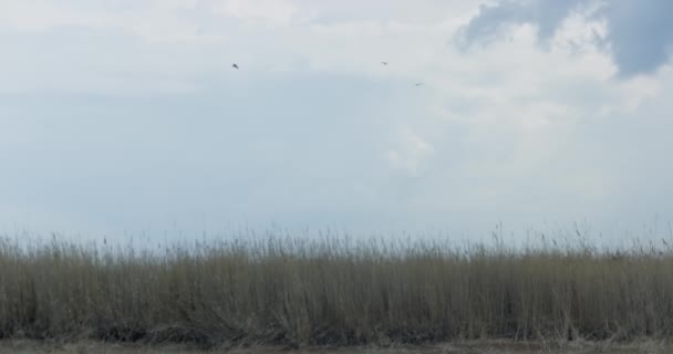 Вид Луга Панарамы Облачным Дневным Небом Летающими Птицами Real Time — стоковое видео